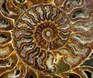 Huge Polished Cleoniceras Ammonite - Half #5214-3